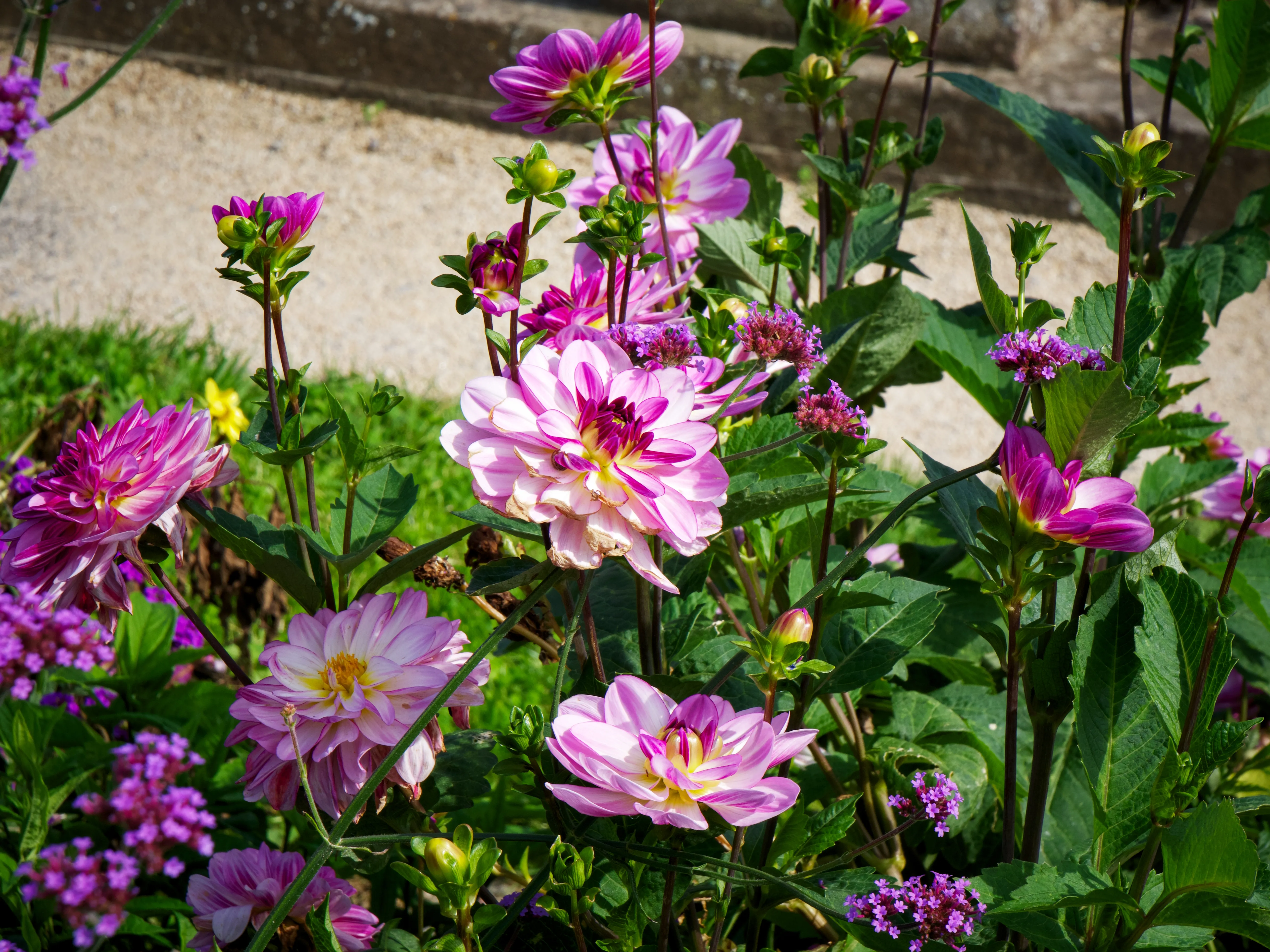 Flowers Blooming Gallery - Picture 7